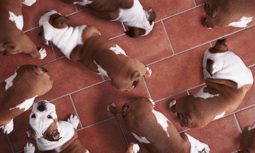 多頭飼いの家庭で、愛犬愛猫が次々とがん宣告…いったい何が起きている？