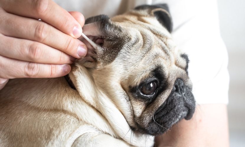 マラセチアによる外耳炎が毎週耳掃除をしているのに治らない犬の話