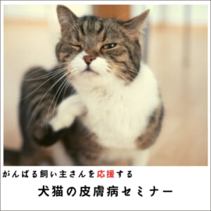 SUS-DVD017_online_top