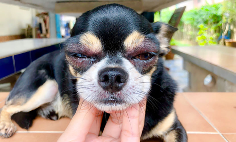 愛犬の眼が充血、涙目、まぶたが腫れぼったくなった→どう考える？