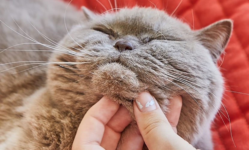 愛猫の顎ニキビや湿疹、原因は食事だけじゃない