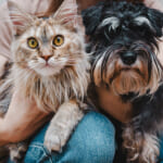無料レポート「愛犬愛猫の健康を取り戻すプロジェクト　羅針盤編（PDF版）」にご質問をいただき、誠にありがとうございました