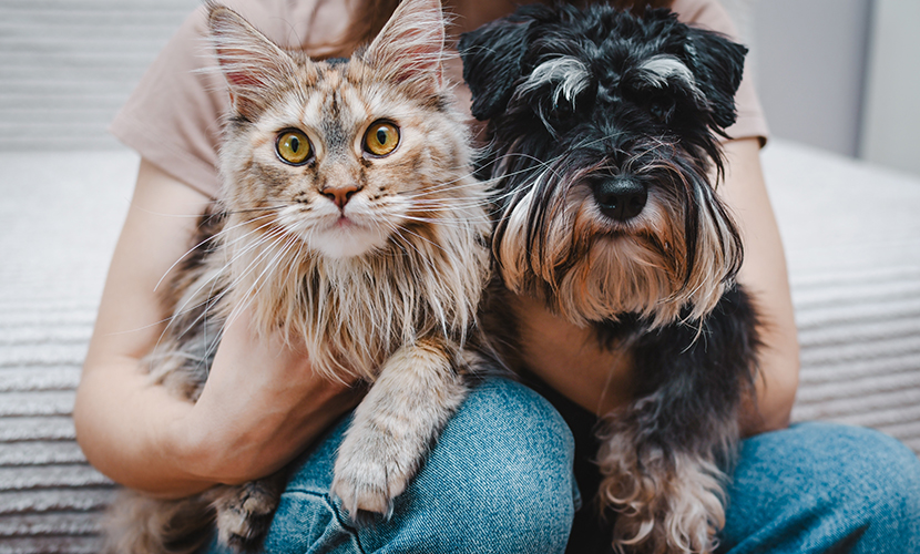 無料レポート「愛犬愛猫の健康を取り戻すプロジェクト　羅針盤編（PDF版）」にご質問をいただき、誠にありがとうございました