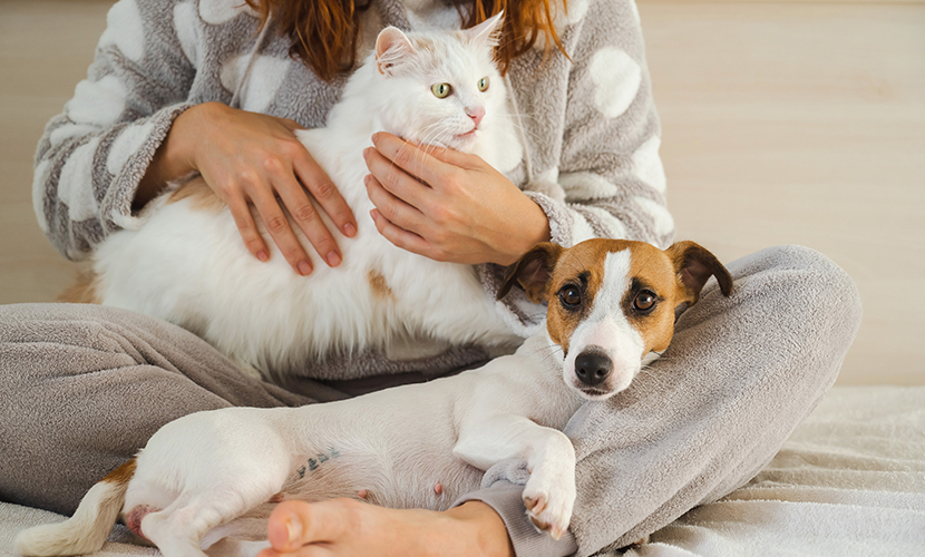無料レポート「愛犬愛猫の健康を取り戻すプロジェクト　羅針盤編（PDF版）」をお申込いただき、誠にありがとうございました