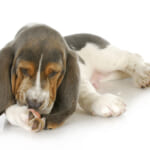 愛犬が足先を舐めて指間炎で毛が茶色に変色し、歯周病で口臭が気になります