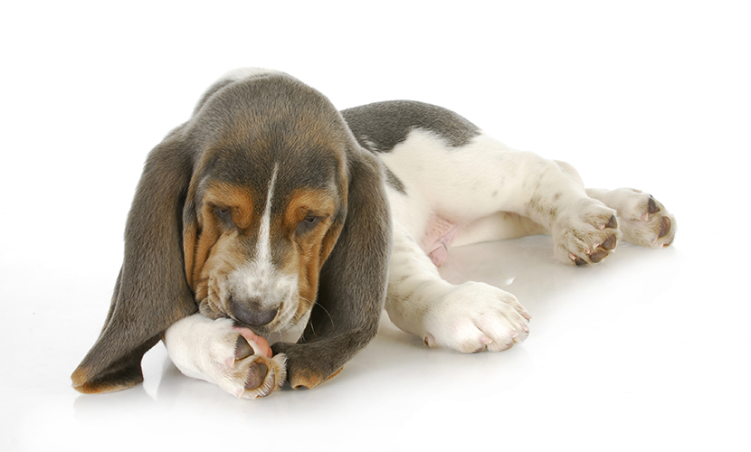 足先を舐めて指間炎になり、毛が茶色く変色した犬