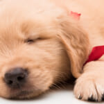 愛犬が突然いびきをかくようになったのですが、それはなぜですか？