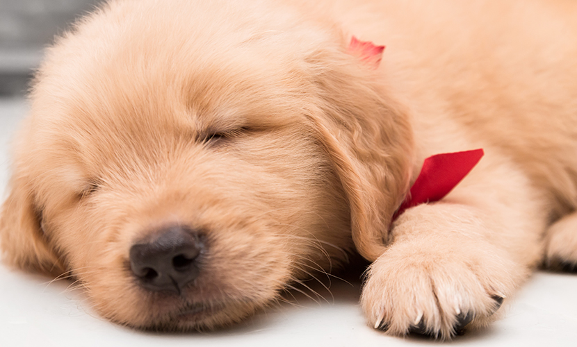愛犬が突然いびきをかくようになったのですが、それはなぜですか？