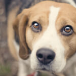愛犬愛猫の体調不良の主な原因はなんですか？【原因療法的解説】