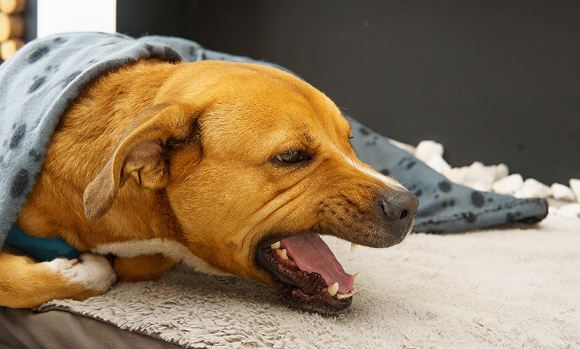 秋口、急に咳・くしゃみが出て、僧帽弁閉鎖不全症もあるから一生投薬?