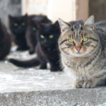 多頭飼いだが、血縁関係も動物種も違うのに複数頭が病気の理由と対処法