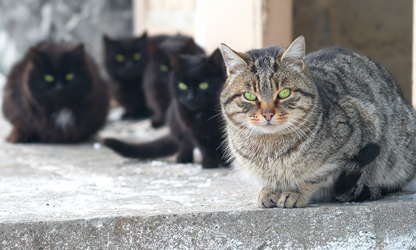 ネコの家族