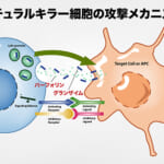 フィトンチッドを浴びるとナチュラルキラー細胞が活性化する【科学的根拠】