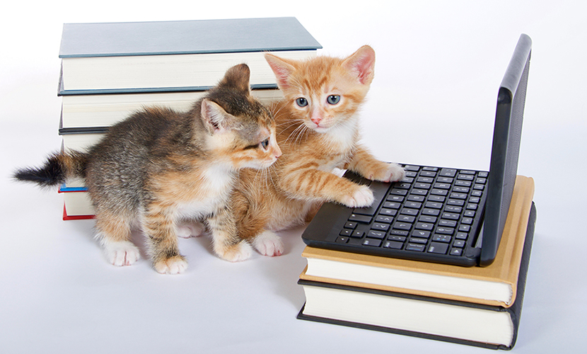 ノートパソコンと子猫たち